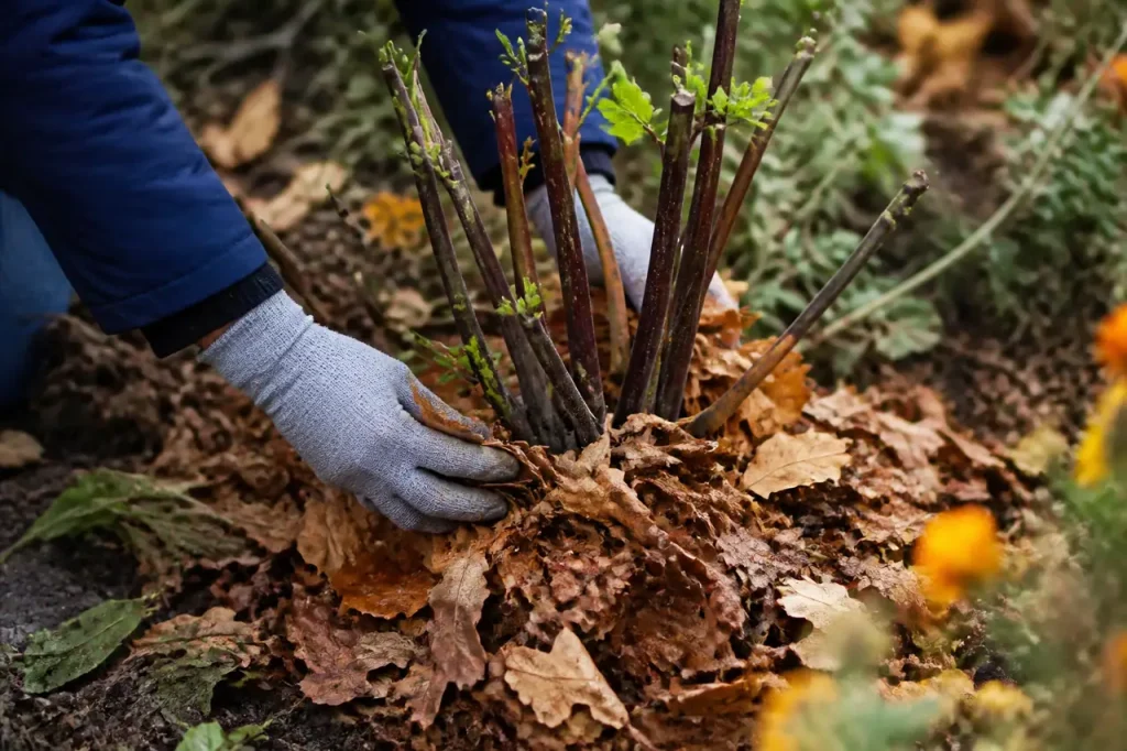 Paillage de feuilles seches autour du pied de dahlia