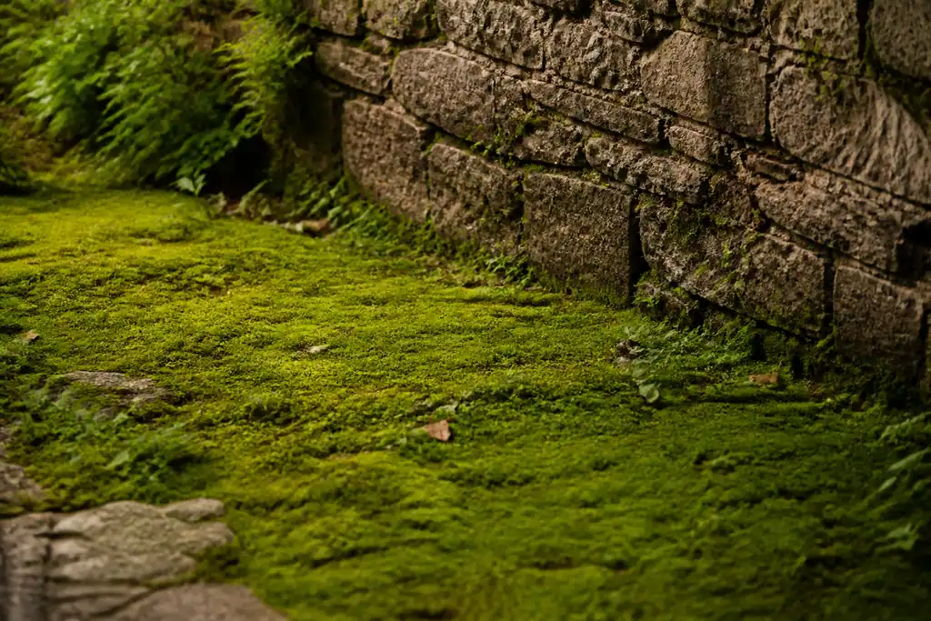 Pelouse couverte de mousse verte au pied du mur