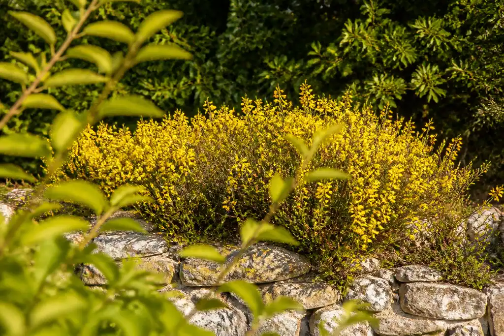 Petit massif de buissons jaunes en plein soleil