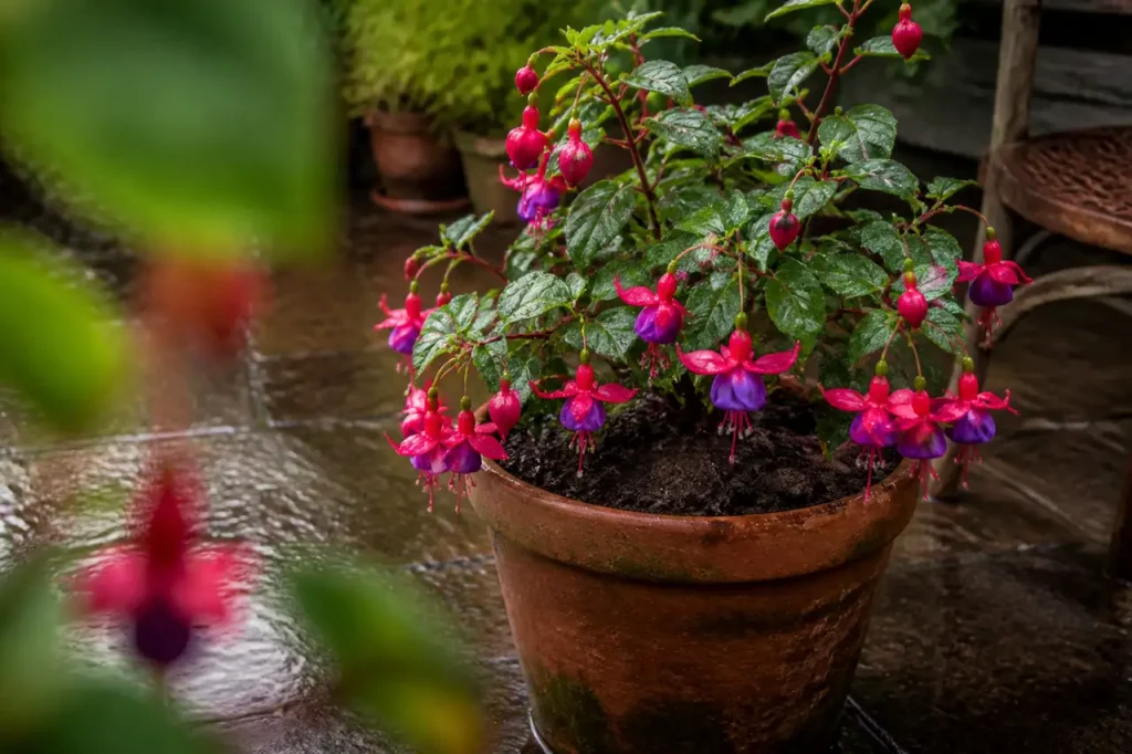 Pied de fuchsia dans un pot de terre detrempee