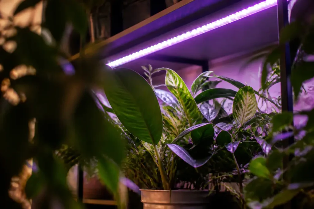 Rampe LED violette au-dessus de plantes vertes
