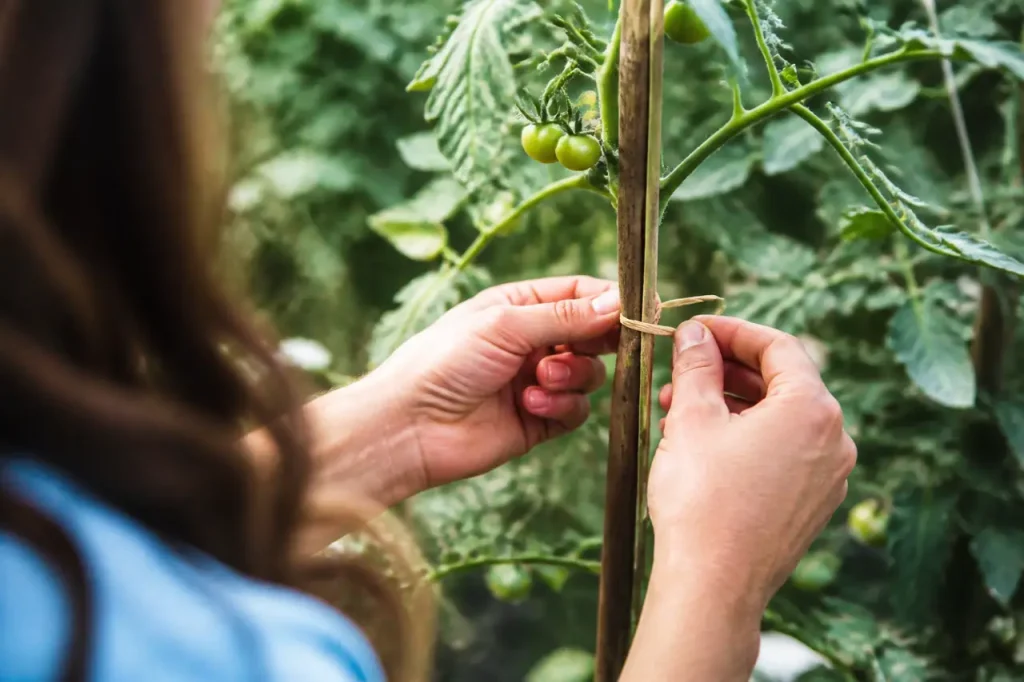 Raphia souple attachant une tige de tomate au tuteur
