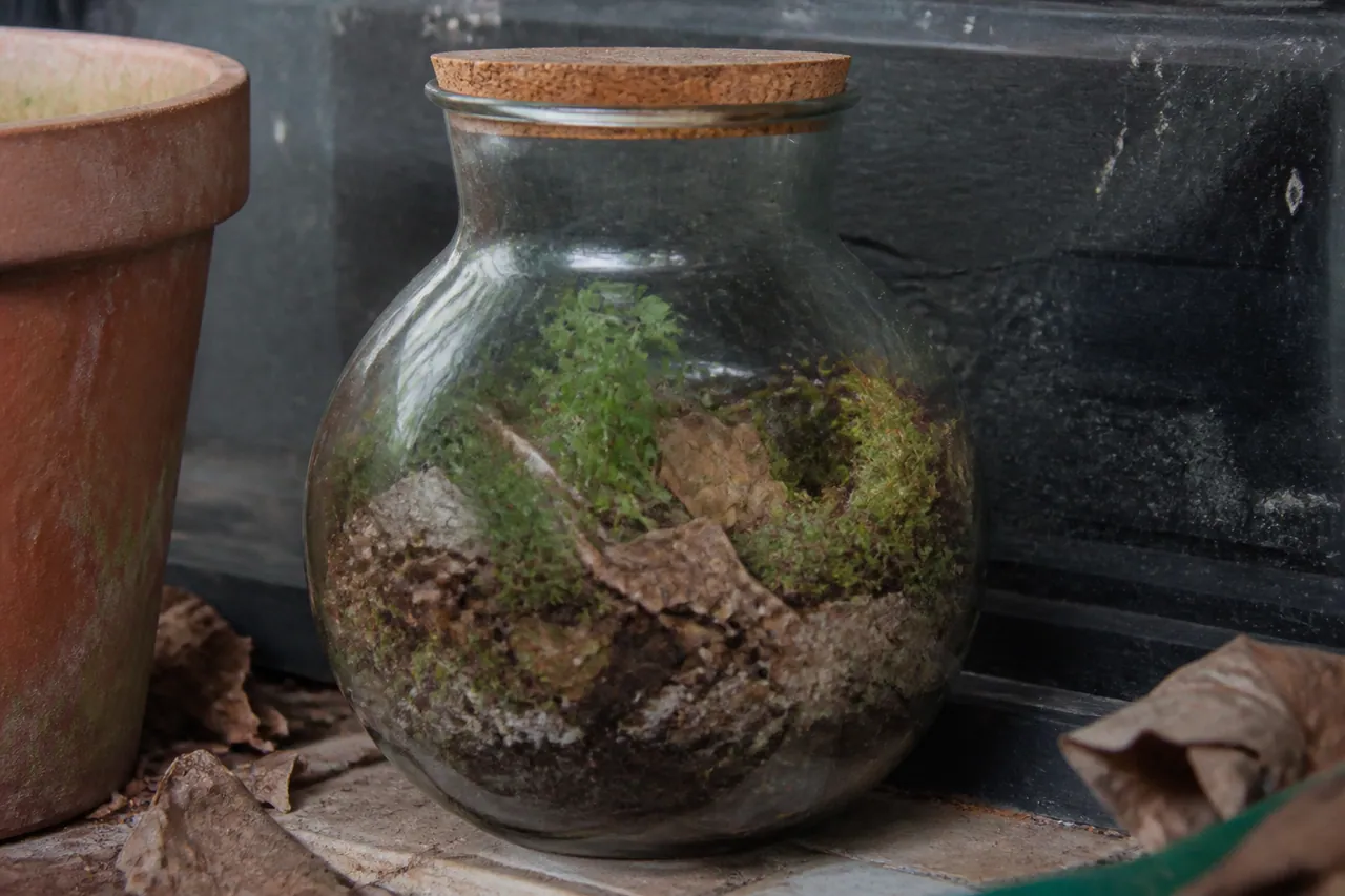 Terrarium humide couvert de feuilles mortes et mousse