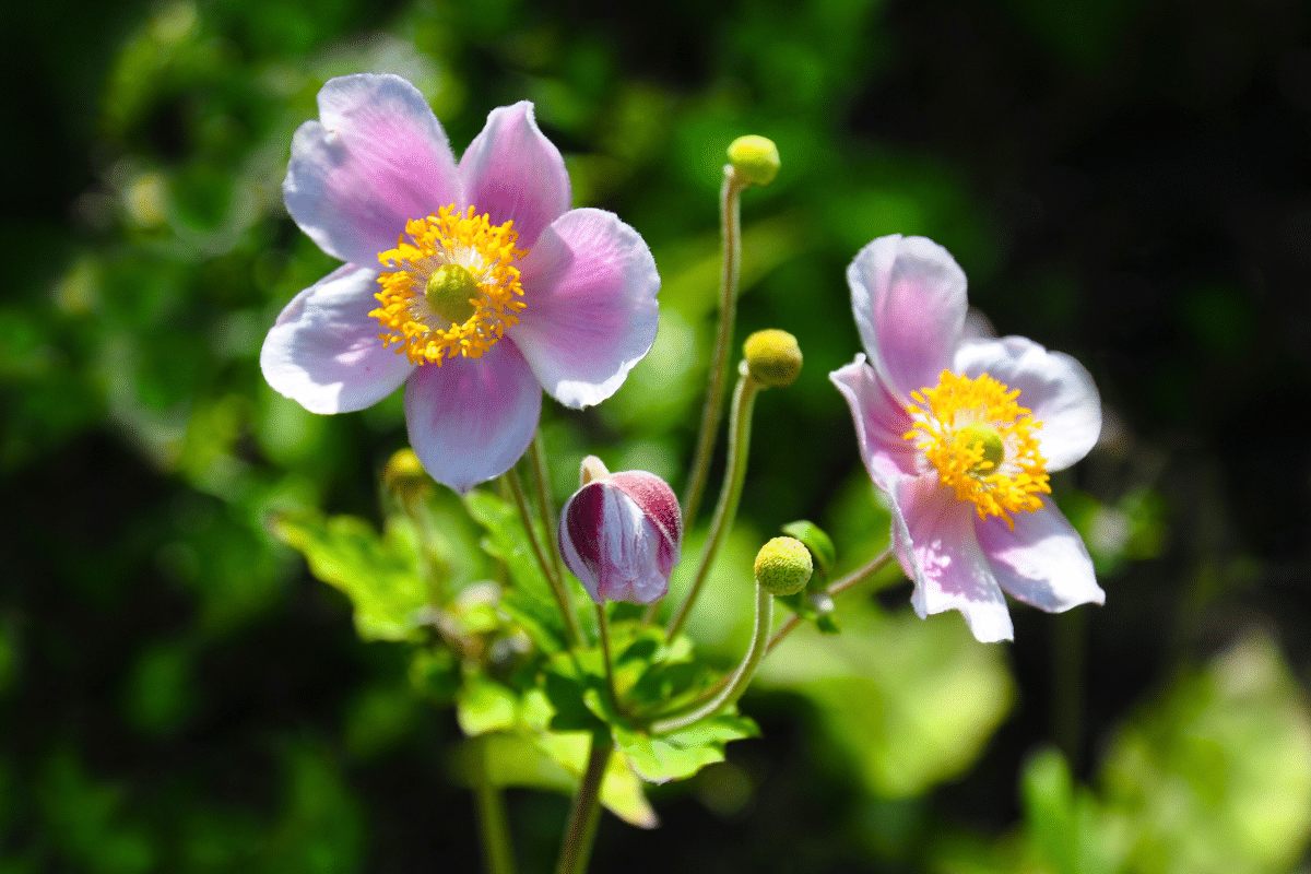 Quand et comment planter l’anémone du Japon pour profiter d’une floraison magnifique en automne
