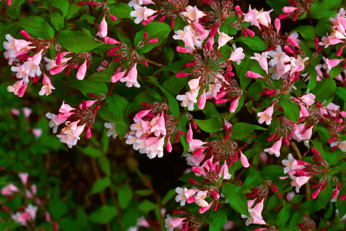 Mon meilleur ami jardinier m&rsquo;a conseillé cet arbuste qui fleurit de juin à octobre