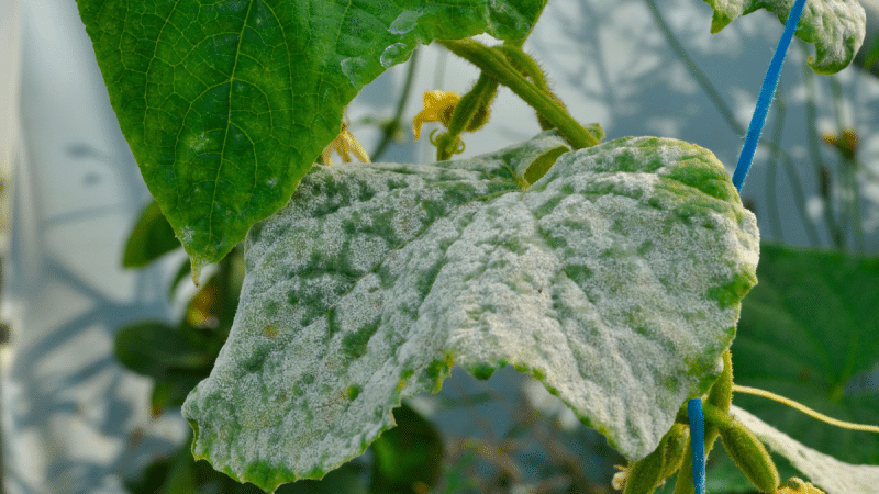 Faut-il s&rsquo;inquiéter de la mousse blanche sur les plantes de son jardin ? Comment en venir à bout ?