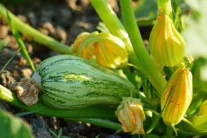 courgettes