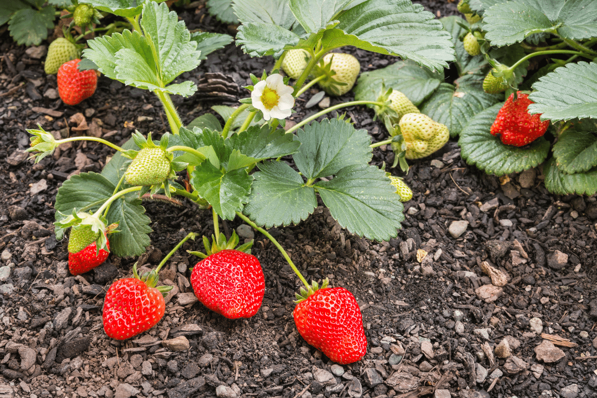C&rsquo;est le moment de planter vos fraisiers, voici comment bien réussir la plantation pour une récolte incroyablement juteuse l&rsquo;an prochain