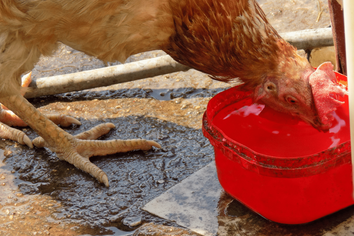 Cet ingrédient ajouté à l&rsquo;eau de vos poules va les rendre résistants aux maladies cet automne