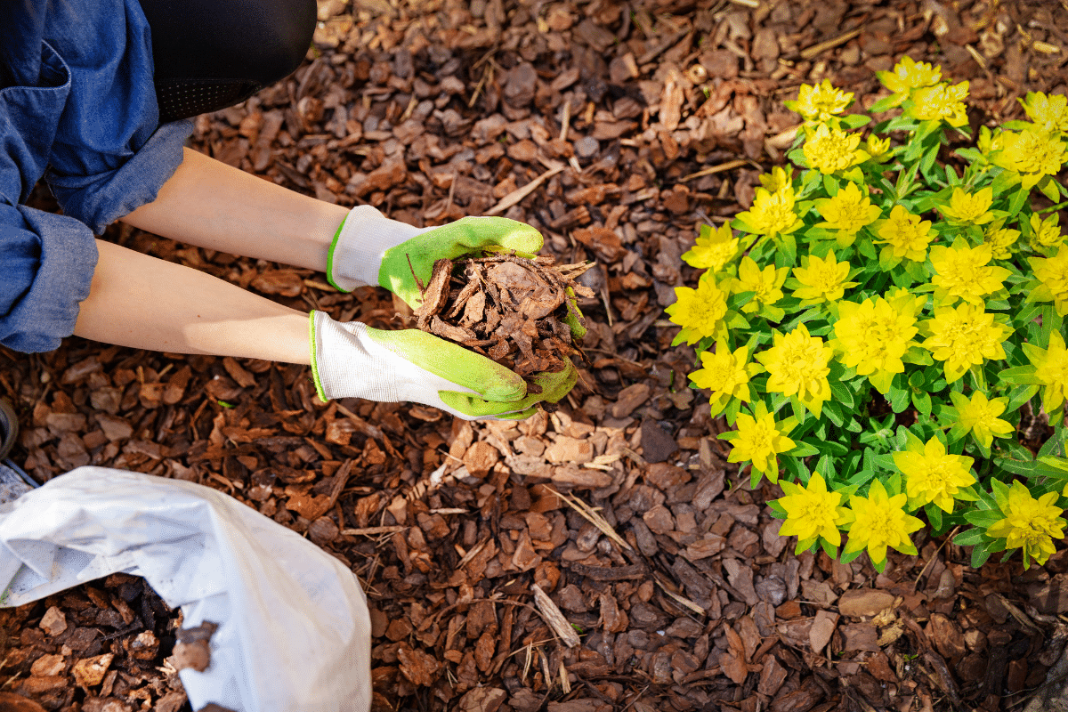 Quelles sont les plantes à pailler absolument avant le 15 novembre pour affronter le froid de l’hiver ?