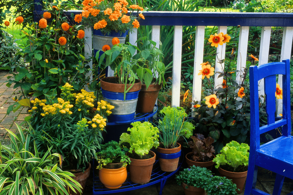 Quelles sont les plantes qui résistent au froid pour un balcon fleuri jusqu’au printemps ?