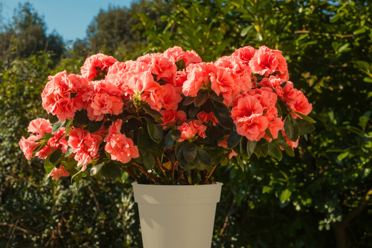 Cet arbuste, une fois planté avant fin novembre, garantit un extérieur qui reste beau malgré le froid