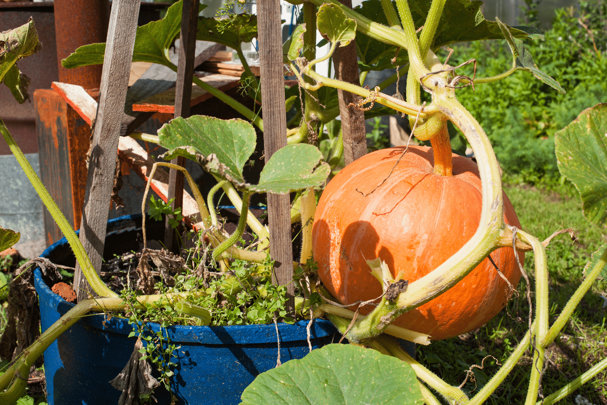 Comment cultiver le potimarron pour qu’il pousse sainement et donne des fruits délicieux ?