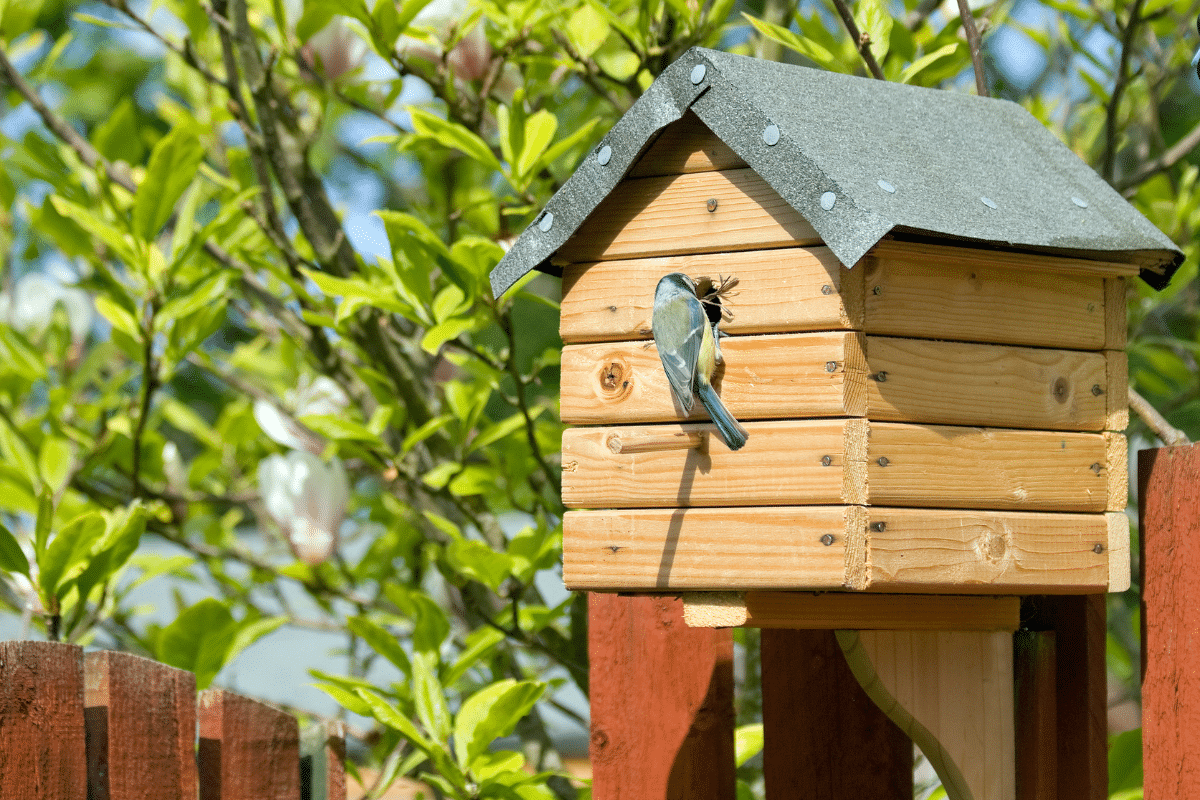 Votre jardin pourrait vite devenir le QG des oiseaux avec ces astuces simples