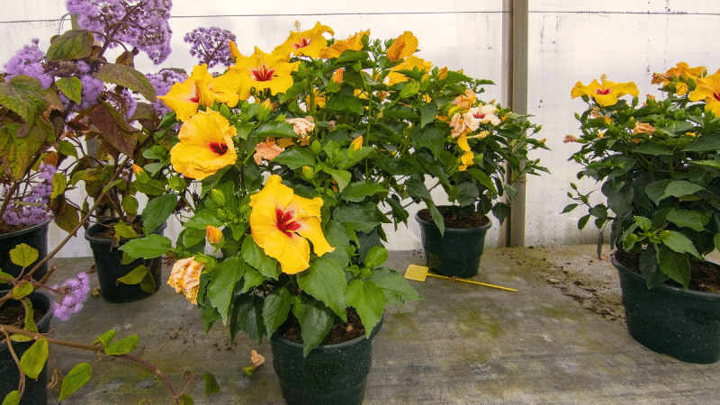 Faut-il vraiment mettre vos hibiscus à l’abri en hiver ?