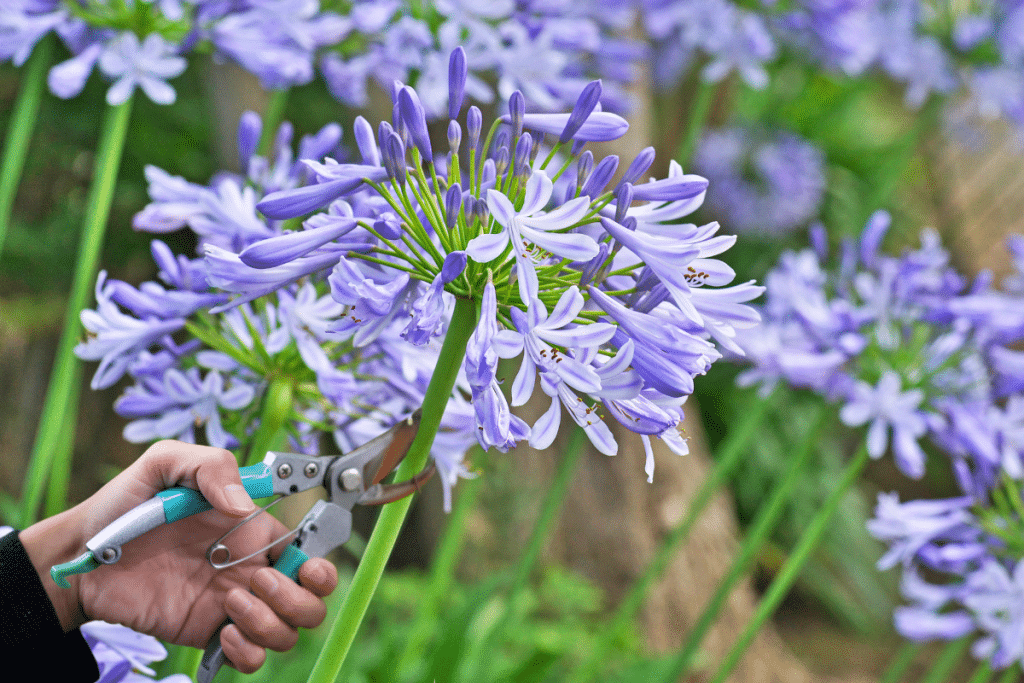 Quand faut-il tailler les agapanthes