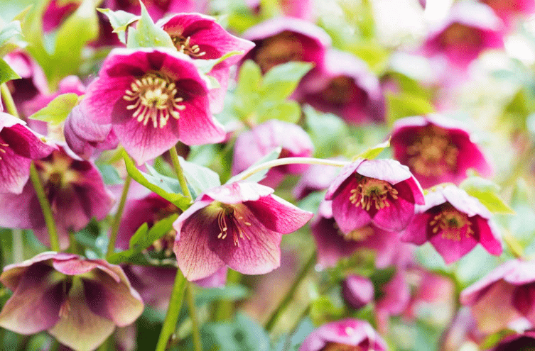 Cette plante est parfaite pour braver le froid tout en décorant votre jardin