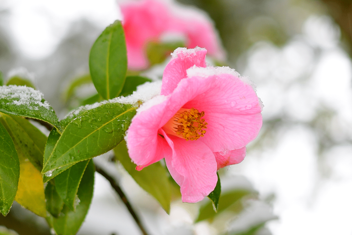 6 Plantes robustes qui restent magnifiques et florissantes même sous le gel