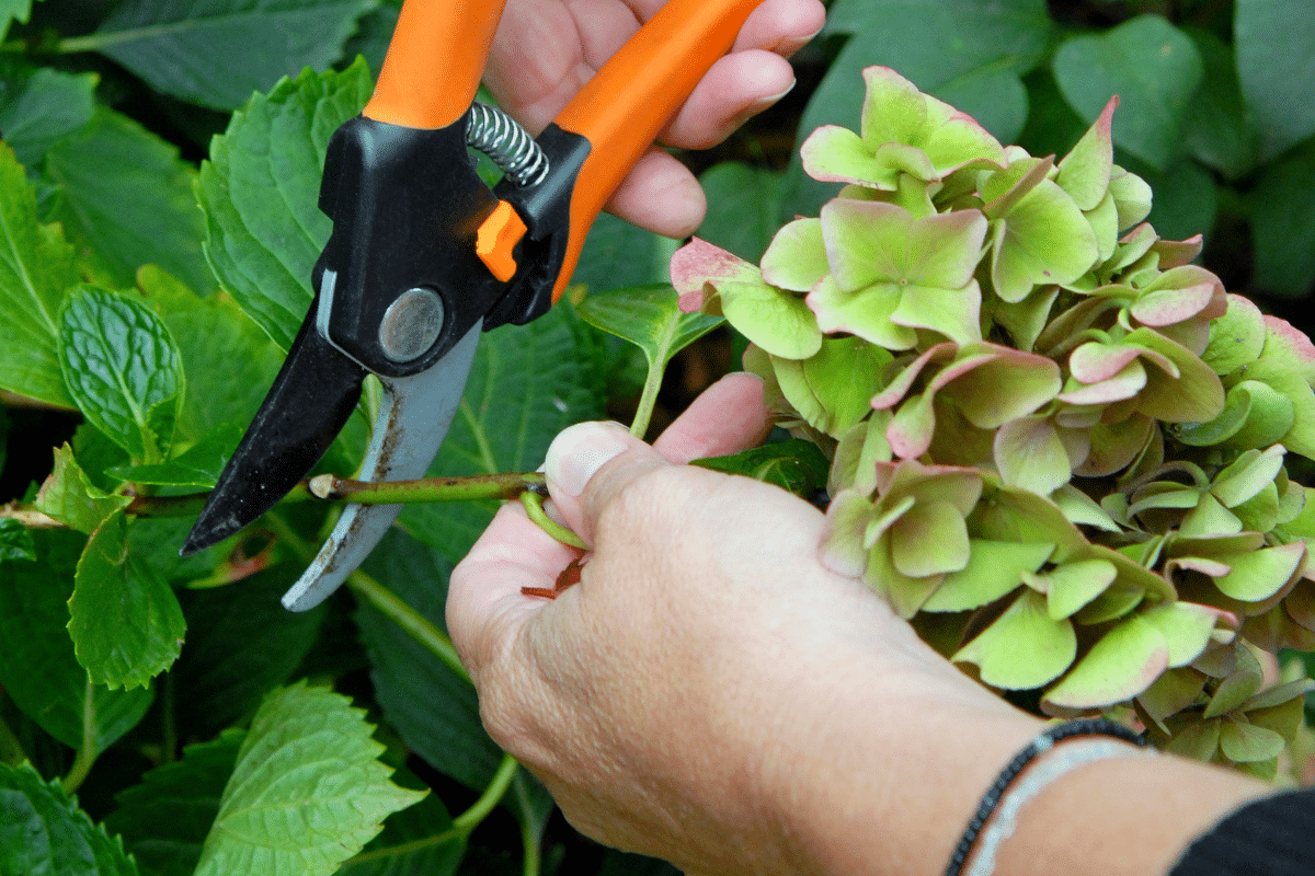 Faut-il vraiment couper les fleurs de vos hortensias en hiver pour une meilleure floraison ?