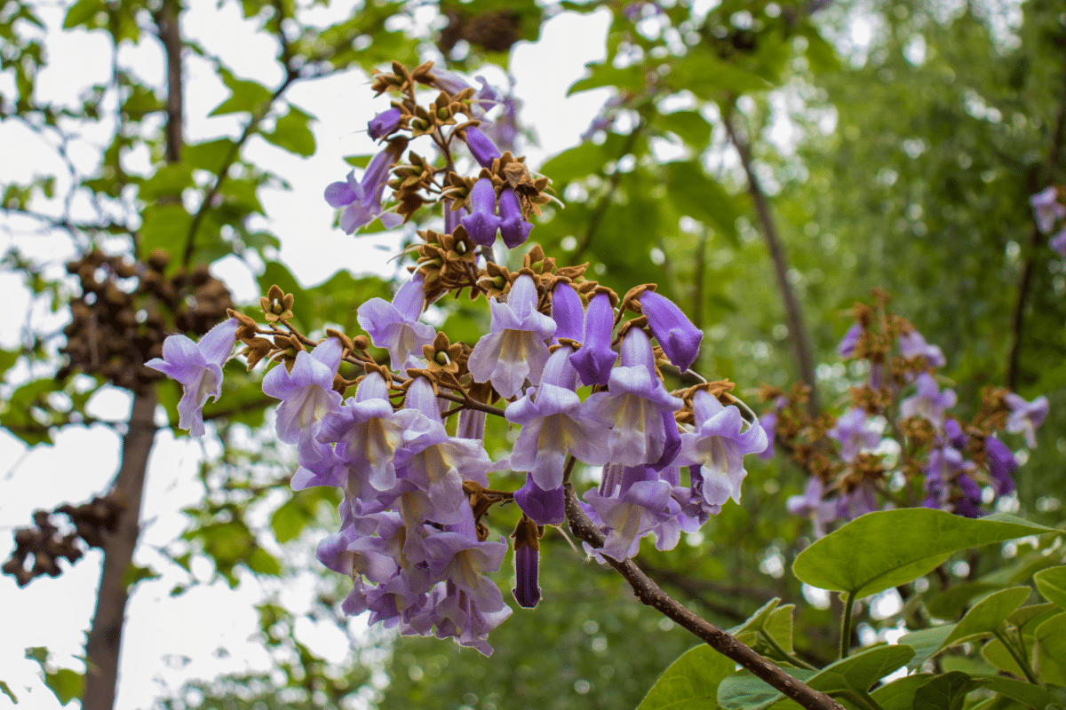 Aussi rapide que le bambou, cet arbre fascine par sa croissance fulgurante et émerveille avec sa floraison éclatante