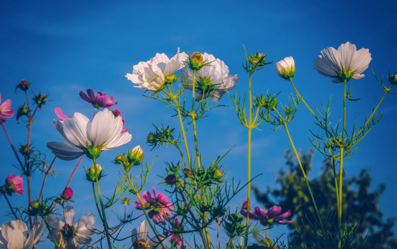 9 Fleurs faciles à cultiver dès février pour un jardin coloré toute l&rsquo;année