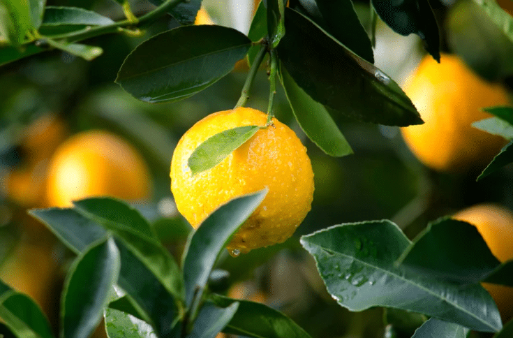 Ce que ma grande tante faisait pour avoir un citronnier débordant de fruits toute l’année