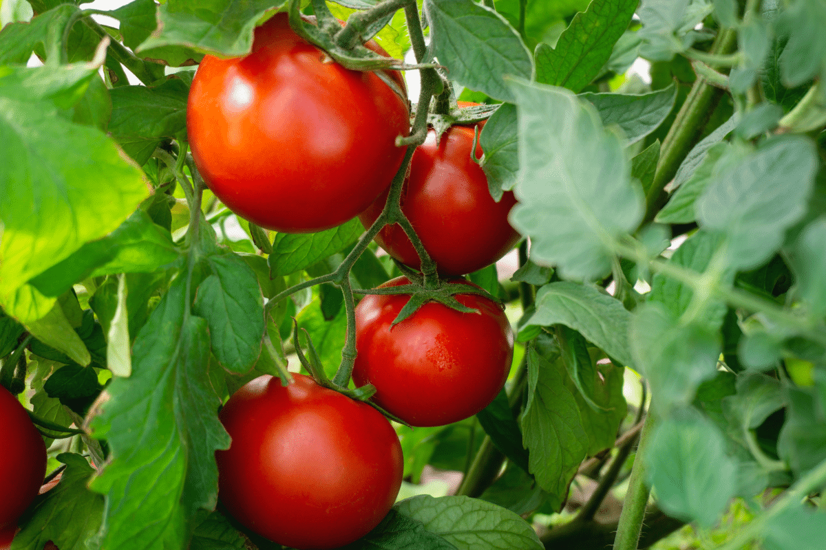 Voici une technique ancestrale pour des plants de tomates plus robustes et productifs