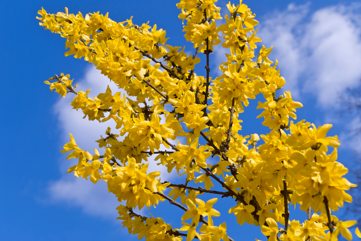 Voici le moment idéal pour planter votre forsythia et illuminer votre jardin au printemps