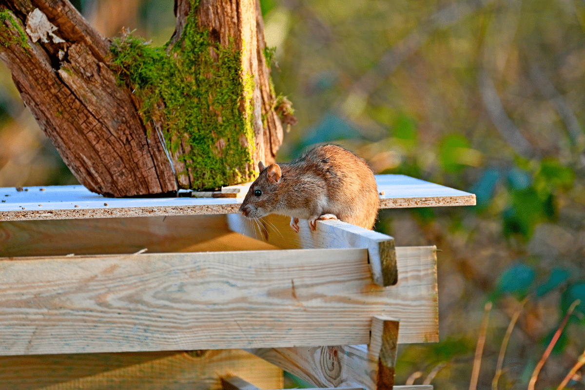Voici les solutions naturelles que mon grand-père utilisait pour éloigner les rats du compost